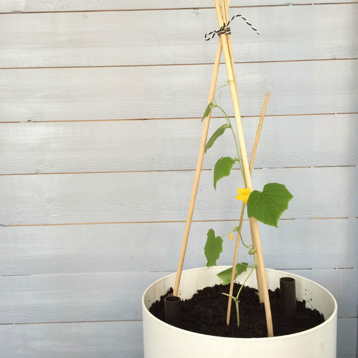 https://growerflow.com/forum/growing-cucumbers-indoors-t29.html | growerflow