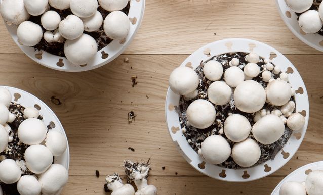 K lt r Mantar Nas l Yeti tirilir Evde Pratik Yeti tirme Y ntemi K lt r Mantar Nas l Yeti tirilir Evde Pratik Yeti tirme Y ntemi