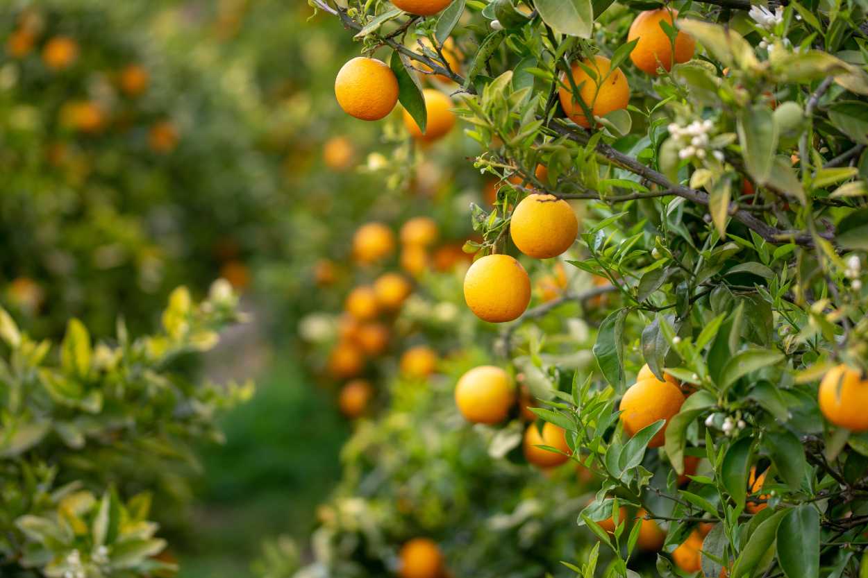 Como plantar naranjas
