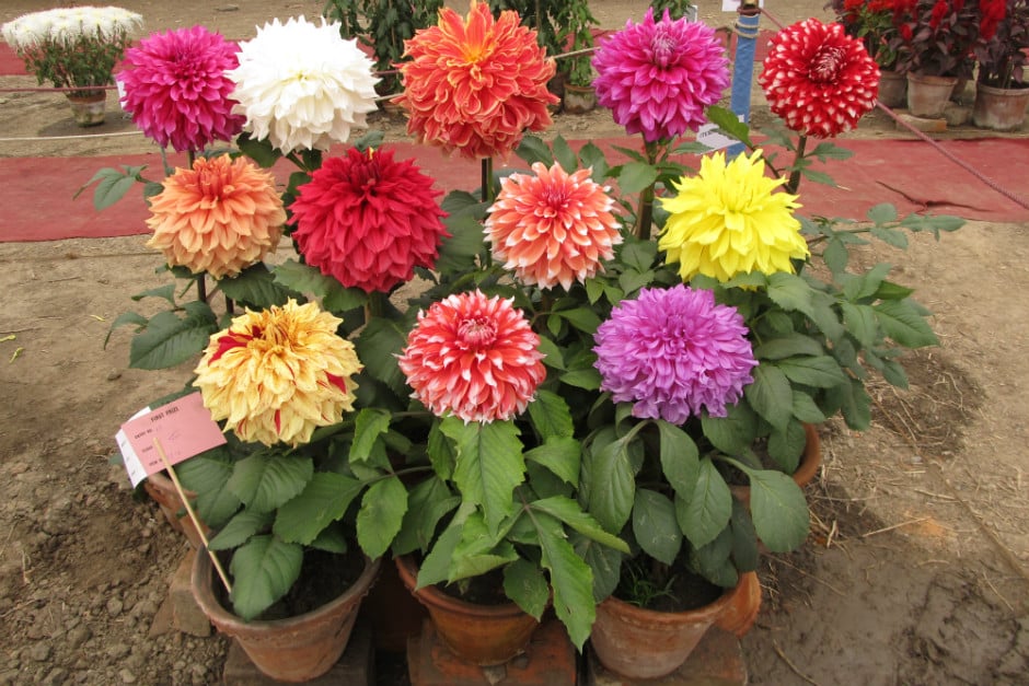 https://blog.nurserylive.com/2016/12/17/gardening-tips-to-grow-dahlias-and-gardening-in-india | blog.nurserylive