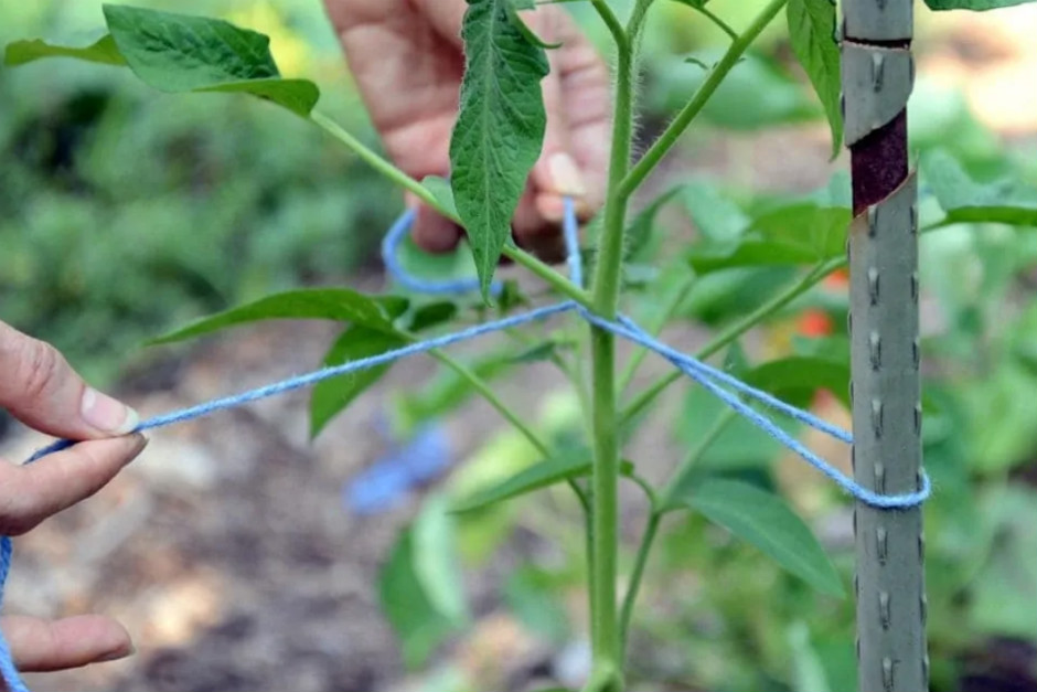 https://www.cayennediane.com/growing-peppers-from-seed/ | cayennediane