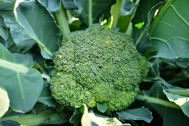 brokoli-nasil-yetistirilir-shutter-6
