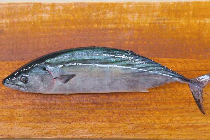 Palamut balığının faydaları