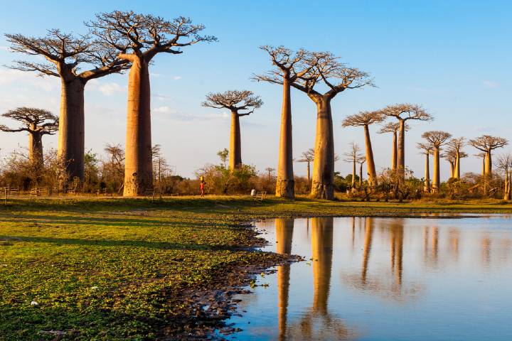 Baobab Ağacı