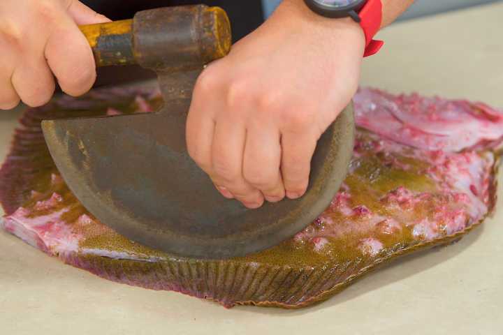 Kalkan balığı nasıl temizlenir?