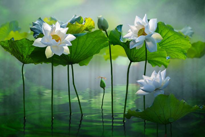 Lotus Çiçeği Nedir