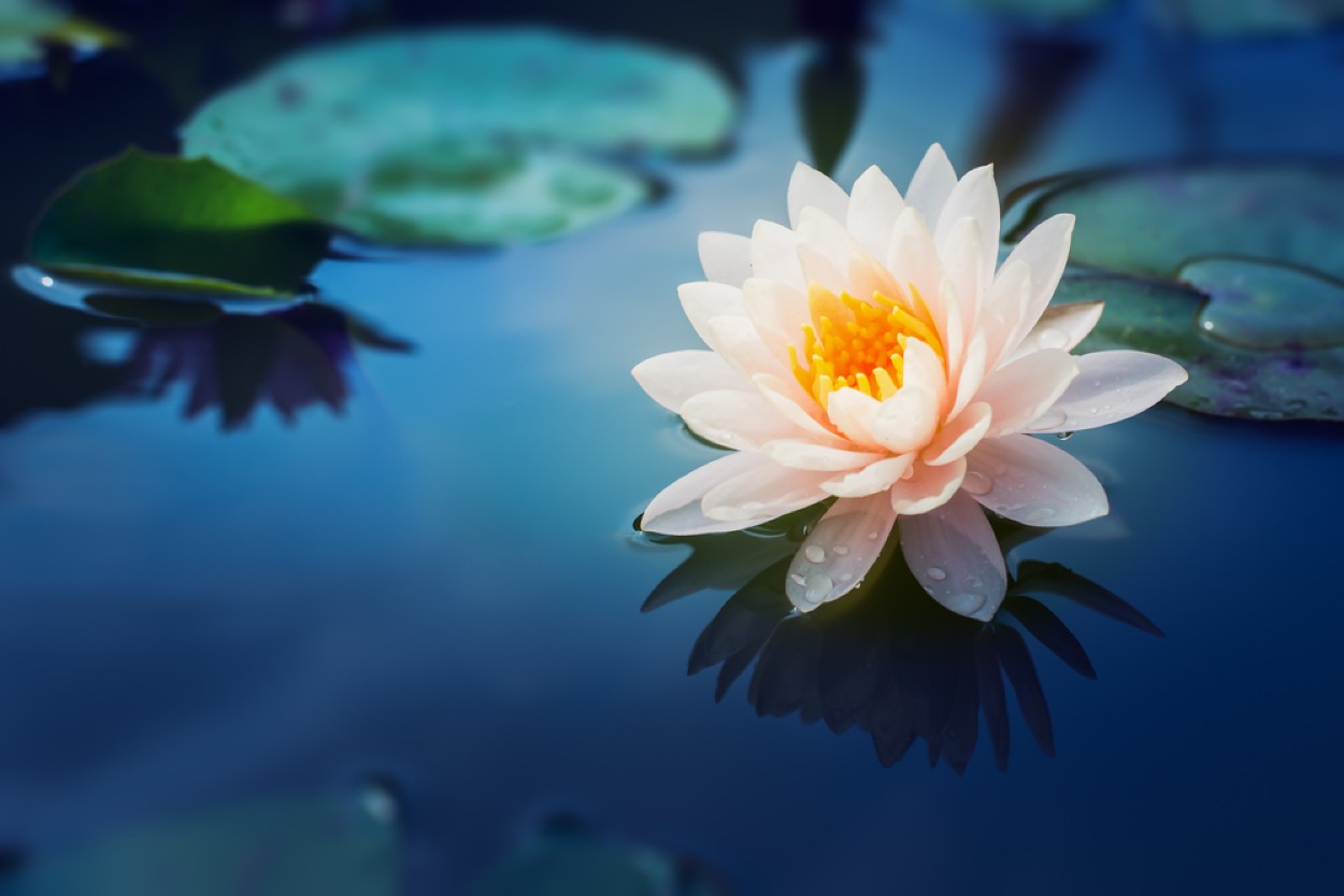 Lotus Çiçeği Faydaları