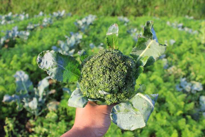 Brokoli hangi mevsimde yetişir?