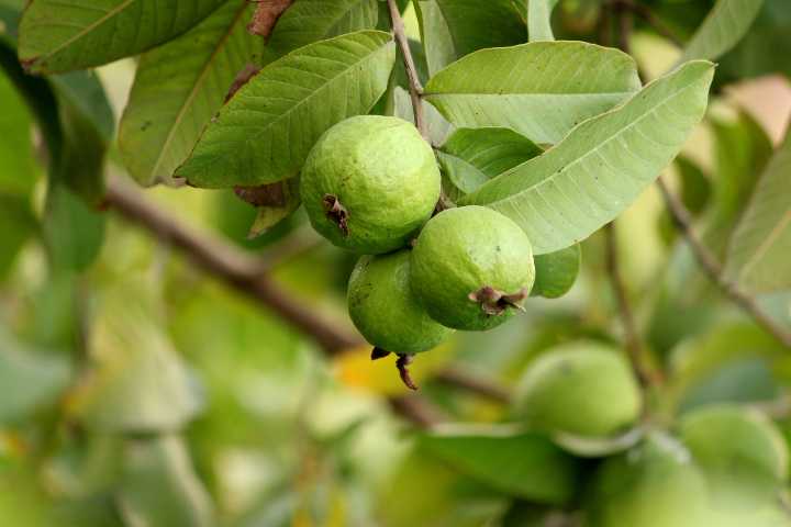 Guava meyvesi nedir?