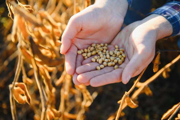 Soya fasulyesi fiyatları ne kadar?