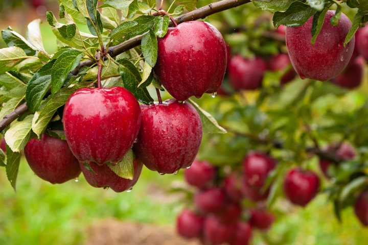 Kırmızı elma (Red delicious)