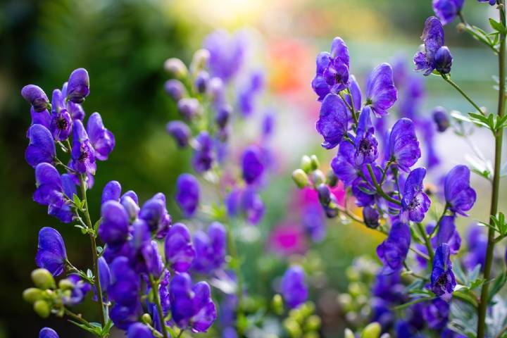 Aconitum