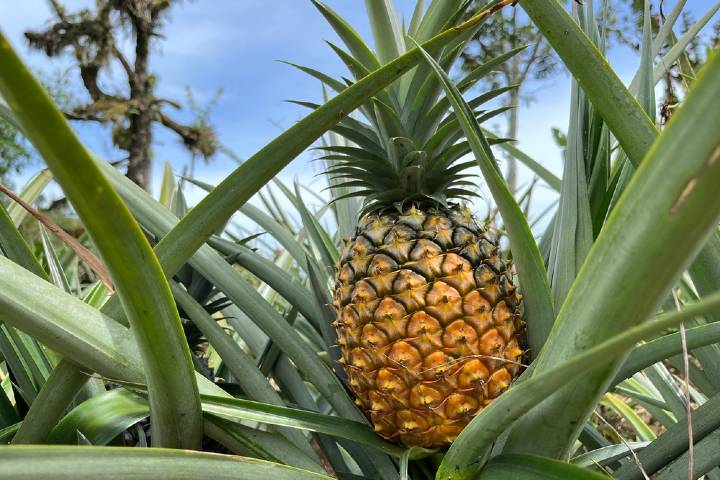 Ananas Nasıl Yetişir