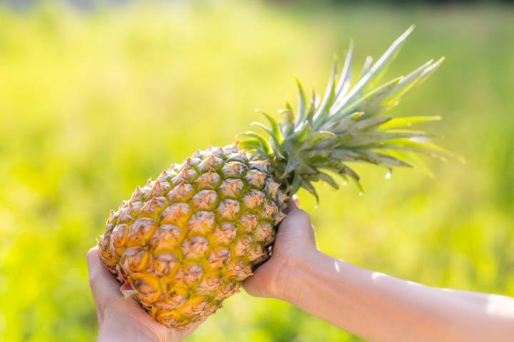 Ananas Nasıl Yetişir