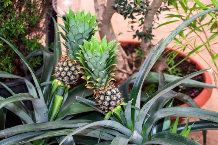 Ananas Nasıl Yetişir