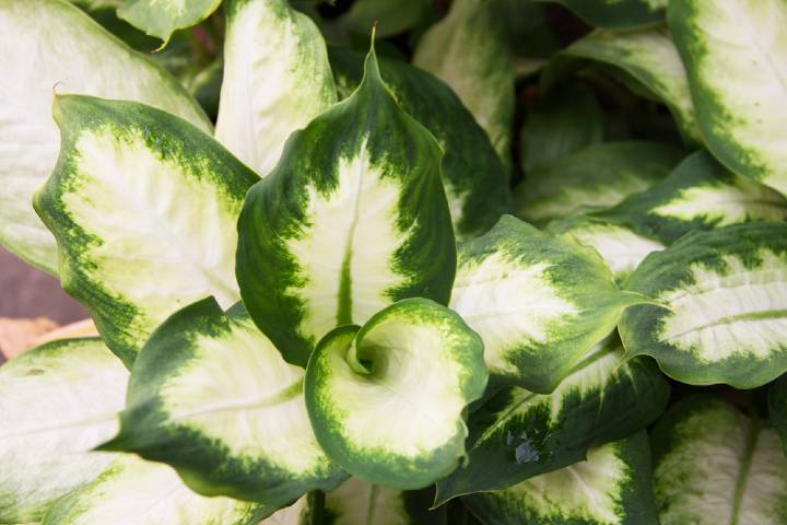 Dieffenbachia