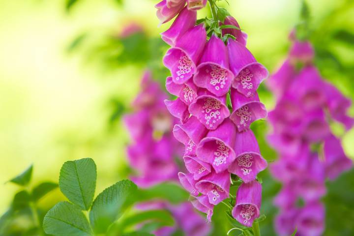 Digitalis Purpurea