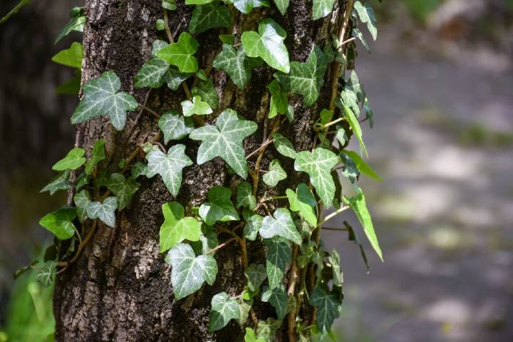 Hedera Helix