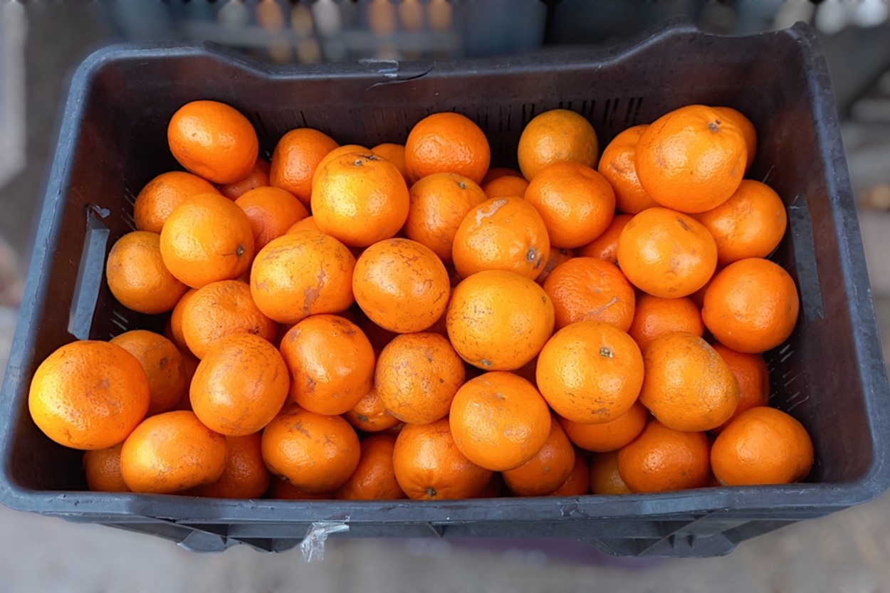 Mandalina Çeşitleri