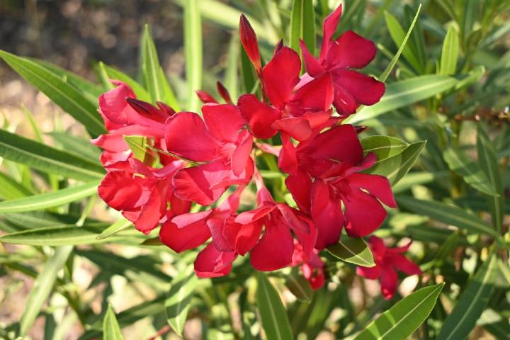 Nerium Oleander
