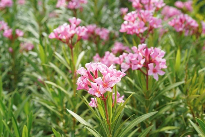 Oleander