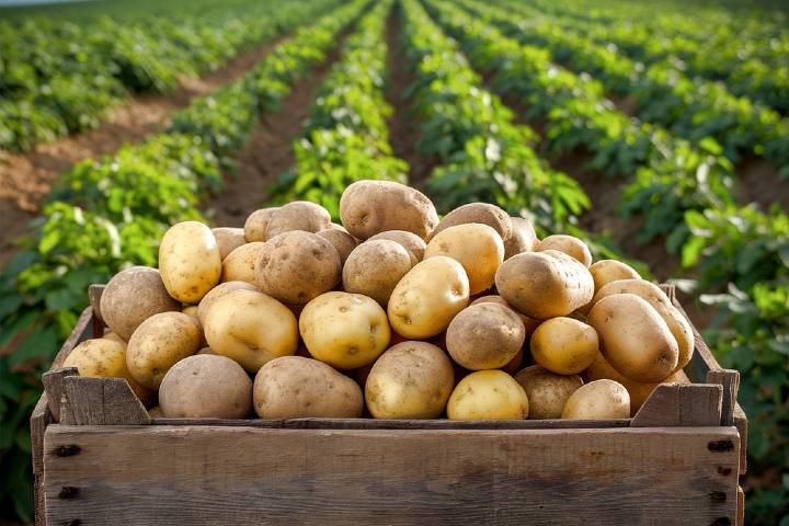 Patates Çeşitleri