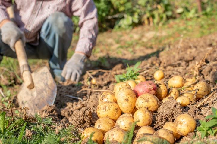 Patates Ekimi