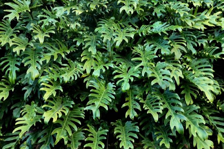 Philodendron