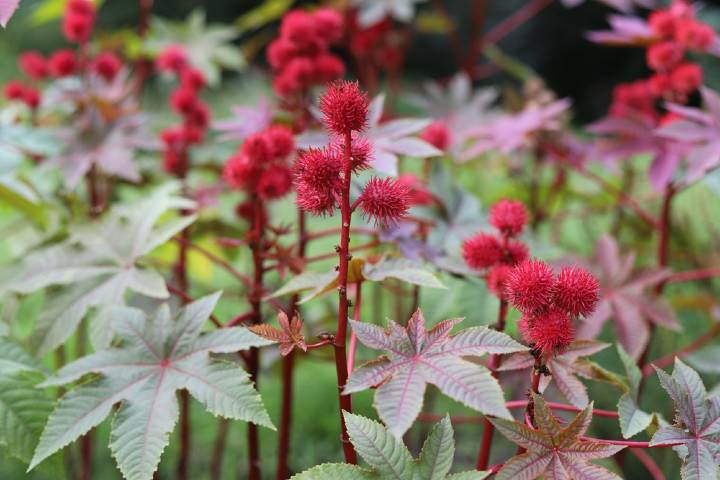 Ricinus Communis