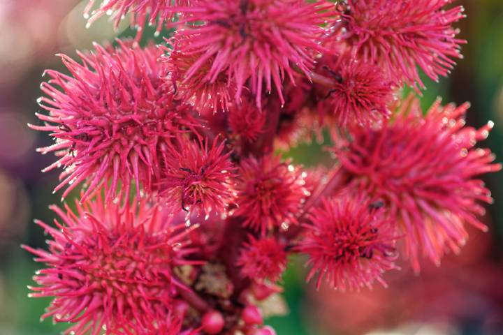 Ricinus Communis