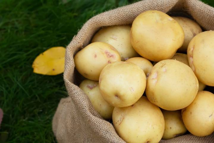 Sarı Patates