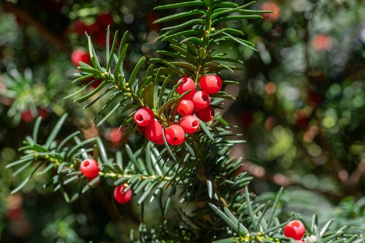 Taxus Baccata