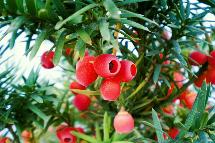 Taxus Baccata