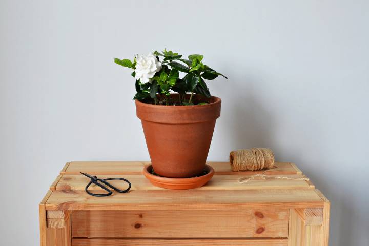 Gardenya