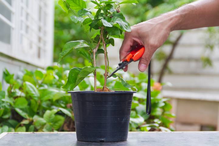 Gardenya