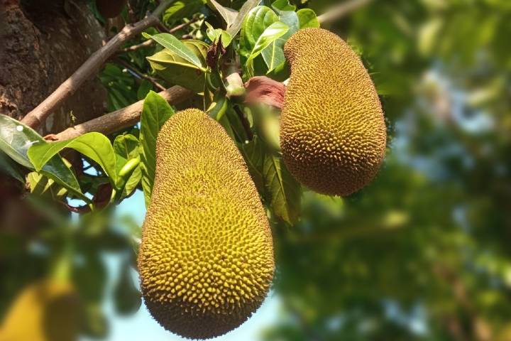 Jack Fruit