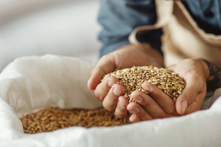 Malt