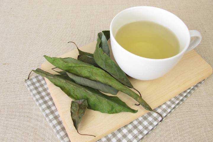 Avokado Yaprağı