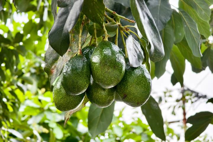 Avokado Yaprağı