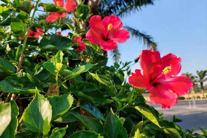 Hibiskus