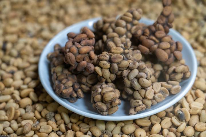 Kopi Luwak Kahvesi