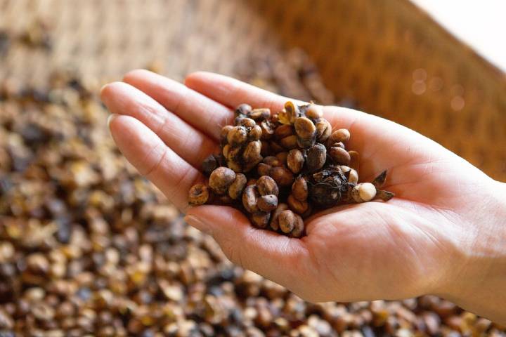 Kopi Luwak Kahvesi