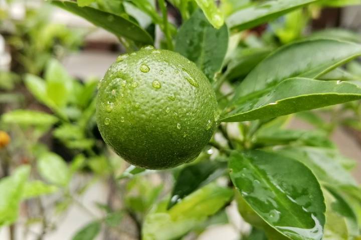Misket Limonu