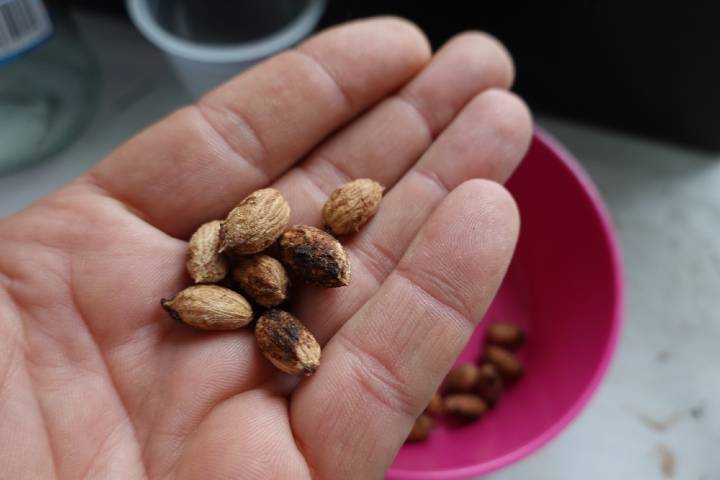 Zeytin Nasıl Yetiştirilir