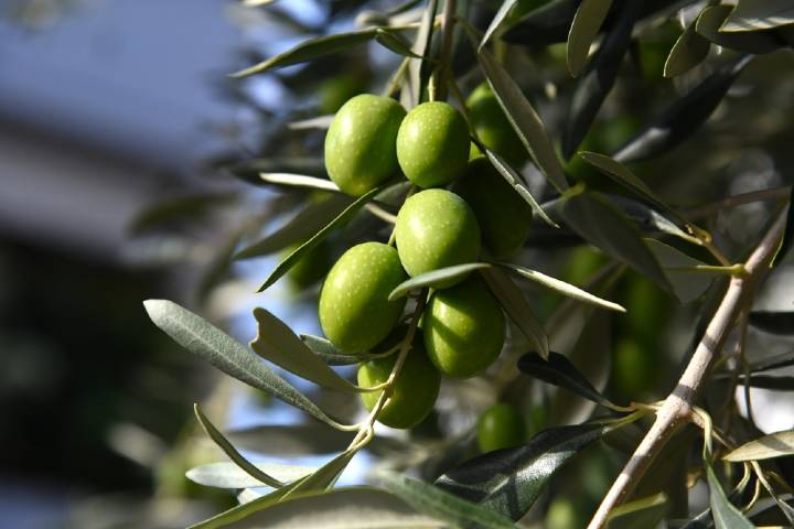 Zeytin Nasıl Yetiştirilir