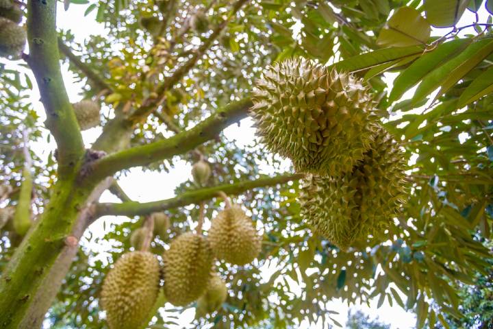 Durian Meyvesi