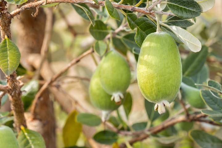 Feijoa