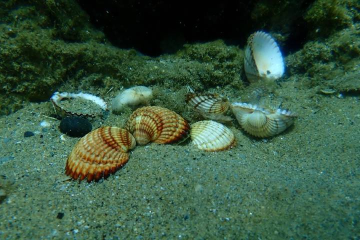 Kum Midyesi