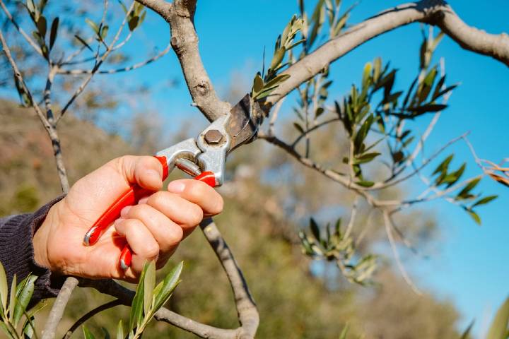Zeytin Ağacı Bakımı