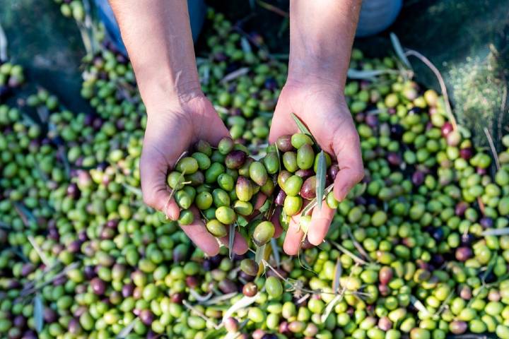Zeytin Ağacı Bakımı